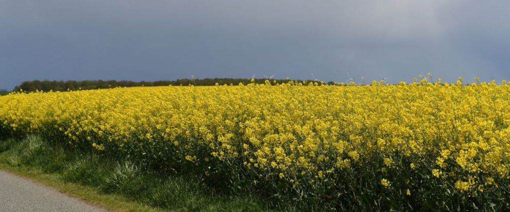 champs de colza au printemps