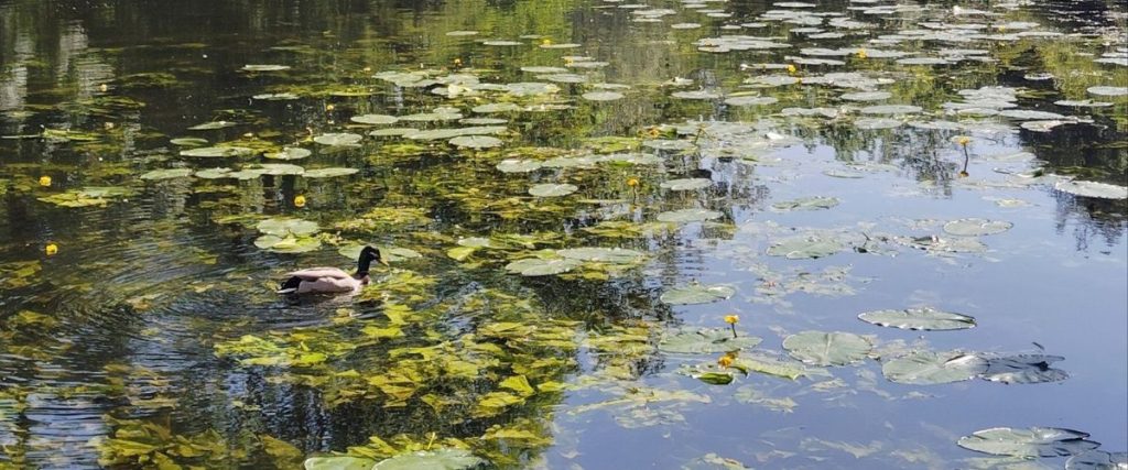 canards à bonneval en eure-et-loir 28