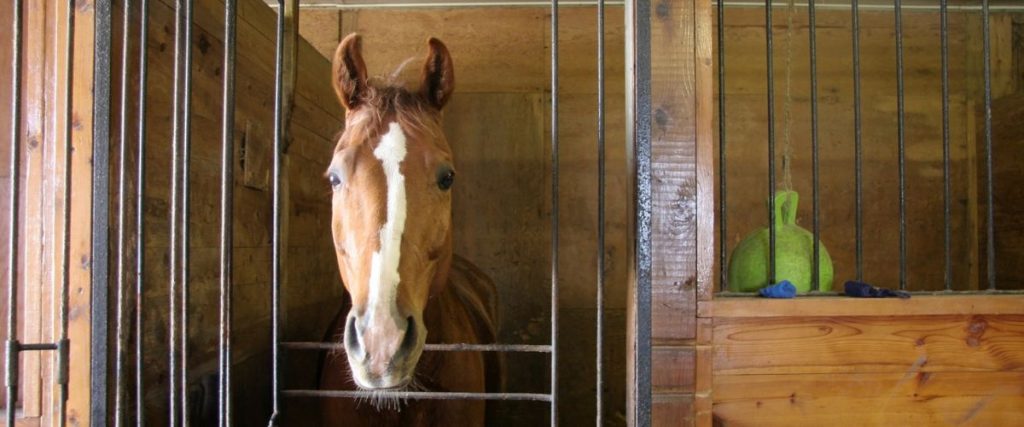 cheval au box
