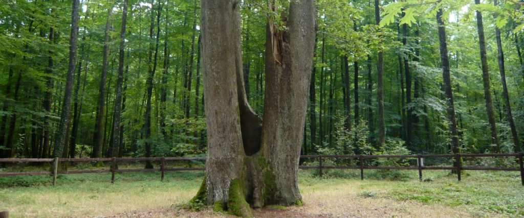 forêt de senonches